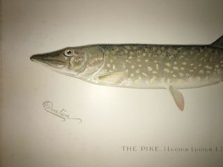 Denton c1900 Pike Fish Print Chromo Lithograph Old Vintage Litho 3
