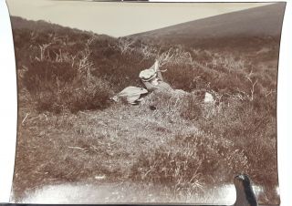 Antique Photo Of A Woman Chill Out On A Field 1898.