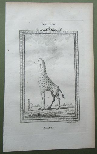 Giraffe Antique Print Copper Plate Engraving Buffon Natural History 1791