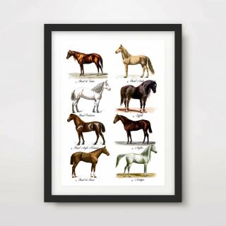 Vintage Horse Breeds Picture Chart Equestrian Art Print Poster Decor Wall Animal