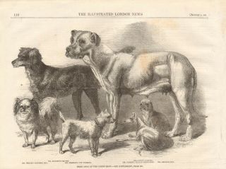 1861 Antique Print - Prize Dogs At The Leeds Show,  Mastiff,  Greyhound,  Terrier,  S