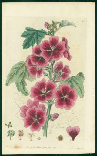 1823 Antique Botanical Print - Malva Mauritiana Ivy Leaved Mallow (sb81)