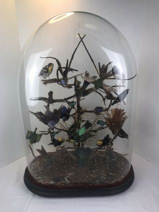 25” Antique Victorian Display Wavy Glass Dome Birds Taxidermy 1800s Atrium.