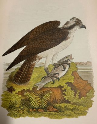 Antique 1890 Fish Hawk Color Bird Natural History Print Ornithology