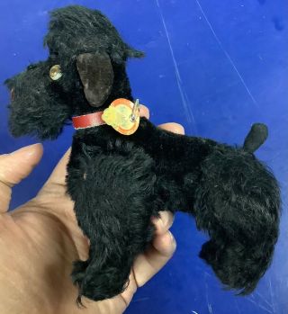 Vintage Steiff Snobby Poodle Dog Black Mohair With Id 5.  5in 1950s