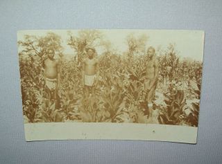 Antique Vtg C 1900s Real Photo Post Card Black Native Tobacco Plant Rppc