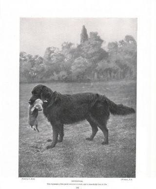 Dog Print Old Antique 1902 Art Print The Flat Coated Retriever Dog