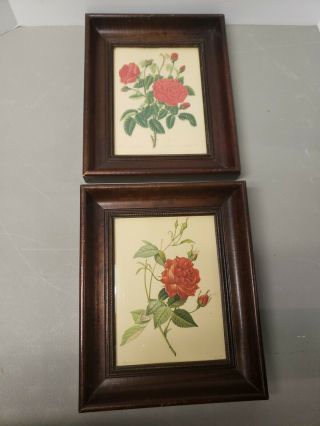Roses Rose Flower Floral Antique Botanical Art Print Lithograph Wood Frame