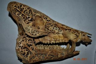 Orig $799 Dayak Carved Boar Skull 1900s 13 " Jean Laurant Est