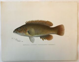 C1903 Denton Bergall Cunner Fish Print,  Old,  Lithograph,  York Ny Litho
