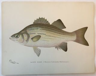 C1900 Denton White Bass Fish Print,  Whitebass Old,  Lithograph,  York Ny