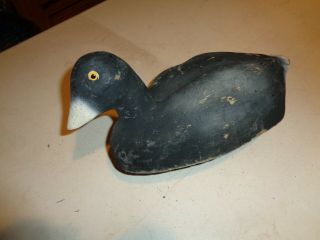 Vintage Unknown Coot Decoy,  Wood Body,  Glass Eyes,  Duck Decoy