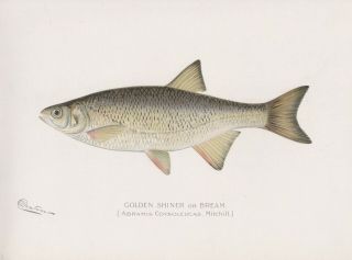 Antique Fish Print: Golden Shiner Or Bream By Sherman Foote Denton 1902