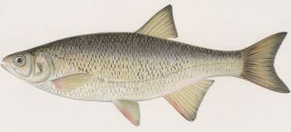 Antique Fish Print: Golden Shiner or Bream by Sherman Foote Denton 1902 2