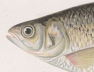 Antique Fish Print: Golden Shiner or Bream by Sherman Foote Denton 1902 3
