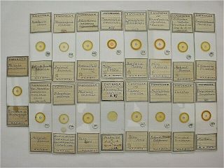 Antique Microscope Slides.  Boxed Set Of 17 Diatom Slides By W.  A.  Firth.