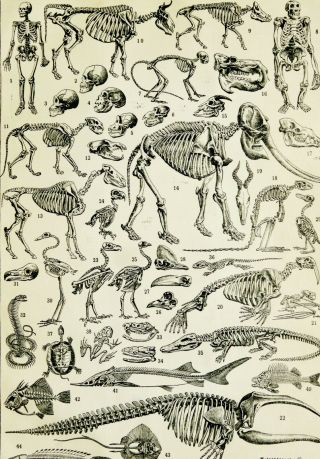 1900 Antique Print Of Skeletons.  Natural History.  Paleontology.  121 Years Old.