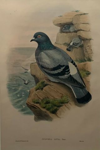 Antique JOHN GOULD ' Columba Livia ' ROCK PIGEON Birds of GREAT BRITAIN Lithograph 2
