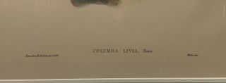 Antique JOHN GOULD ' Columba Livia ' ROCK PIGEON Birds of GREAT BRITAIN Lithograph 3
