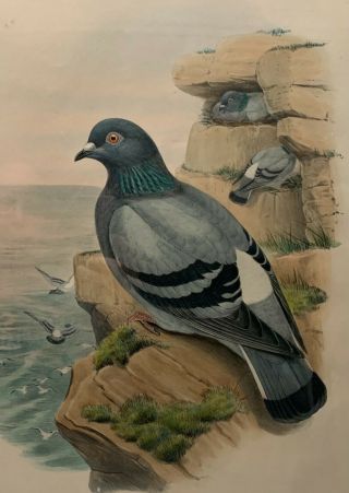 Antique JOHN GOULD ' Columba Livia ' ROCK PIGEON Birds of GREAT BRITAIN Lithograph 4