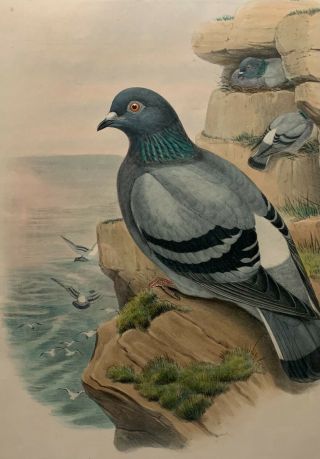 Antique JOHN GOULD ' Columba Livia ' ROCK PIGEON Birds of GREAT BRITAIN Lithograph 5