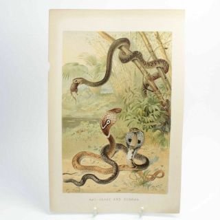 Rat Snake & Cobras Print Antique Colour Lithograph 19th Century Natural History