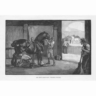 Finishing Touches At The Shire Horse Show - Antique Print 1891