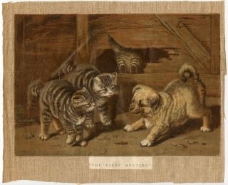 Pomeranian Spitz Pug Dog Tabby Kitten Antique Art Print - 1880 