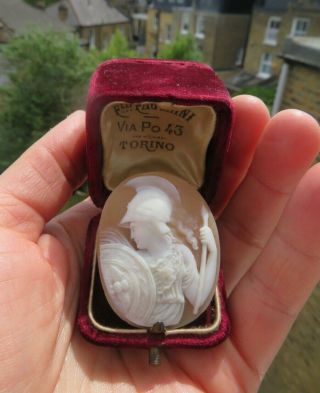 Antique Shell Cameo Of Athena Unmounted Signed