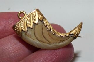 Antique Victorian Raj Period Tiger Claw Brooch Pendant 15ct Gold Mounted Claw
