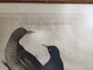 ANTIQUE ENGRAVING SEPP & NOZEMAN BLACK BIRD Ca.  1770 Turdus ater Merula 2