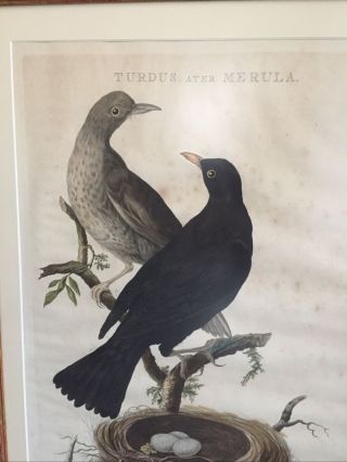 ANTIQUE ENGRAVING SEPP & NOZEMAN BLACK BIRD Ca.  1770 Turdus ater Merula 3