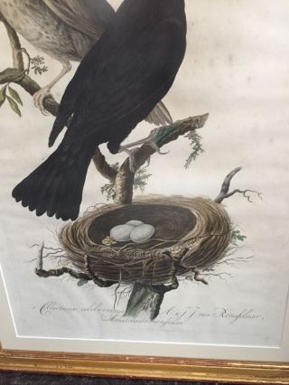 ANTIQUE ENGRAVING SEPP & NOZEMAN BLACK BIRD Ca.  1770 Turdus ater Merula 4