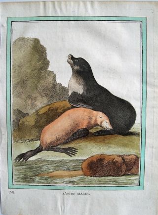 Buffon Antique Hand Colored Engraved Print: Sea Lion: Seal: Paris 1770 - 1786