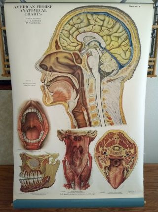 American Frohse Anatomical Head - Neck Fa 7 Copyright Date 1918