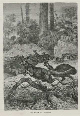 Tasmanian Tiger Thylacine Hunting Kangaroo & Emu,  1880s Antique Print & Article