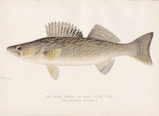 Antique Fish Print: The Pike - Perch Or Walleye By Sherman F.  Denton 1897