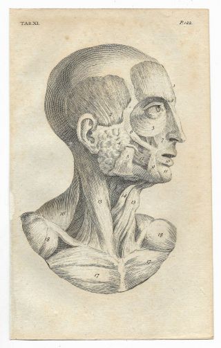 Antique 1792 Muscular System Human Anatomy Anatomical Engraving Medical Print 11