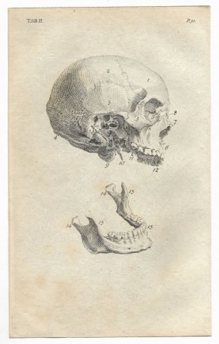 Antique 1792 Human Skull Skeleton Anatomical Engraving Medical Anatomy Print 2