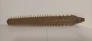 Antique Vintage Saw Fish Carpenter Shark Rostrum Bill Taxidermy 13 1/4 "