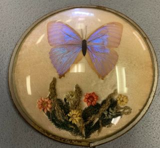 Vintage Butterfly Wings Art 6” Convex Glass Wall Hang