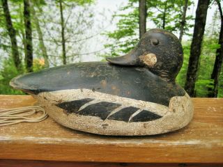Antique / Vintage Duck Decoy Goldeneye Drake Preener Folk Art Primitive C1940 