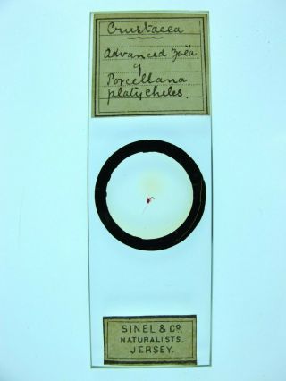 Antique Microscope Slide By Sinel & Co.  Advanced Zoea Of Porcellana Platycheles.