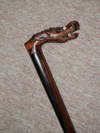 Antique Chinese Walnut Walking Stick/cane W/ Hand - Carved Dragon Handle - 88.  5cm