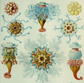 1897 Antique Lithograph: Sea Life,  Sea Organisms,  Marine Animals,  Ernst Haeckel.