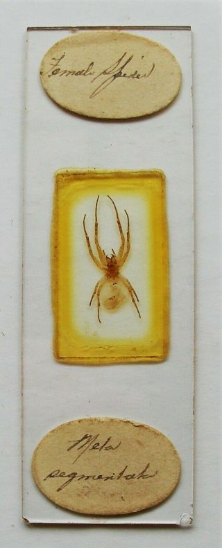 Antique Microscope Slide By Darlaston Of Whole Spider (female)