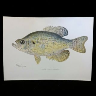 Antique Fish Print Crappie By Sherman Foote Denton Approx 11x8 "