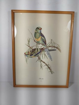 J Gould Parakeet Parrot Tropical Bird Print Framed 608 12.  5 " X 9.  5 "