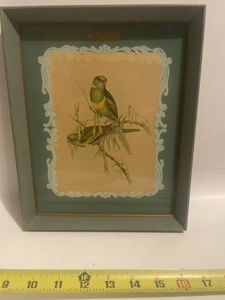Vintage J.  Gould Bird Print In A Reverse Glass Painted Mat Wooden Frame