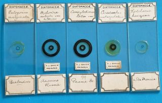 A Fine Set Of 5 Antique Diatom Microscope Slides Single Species.  By H.  J.  Baker.